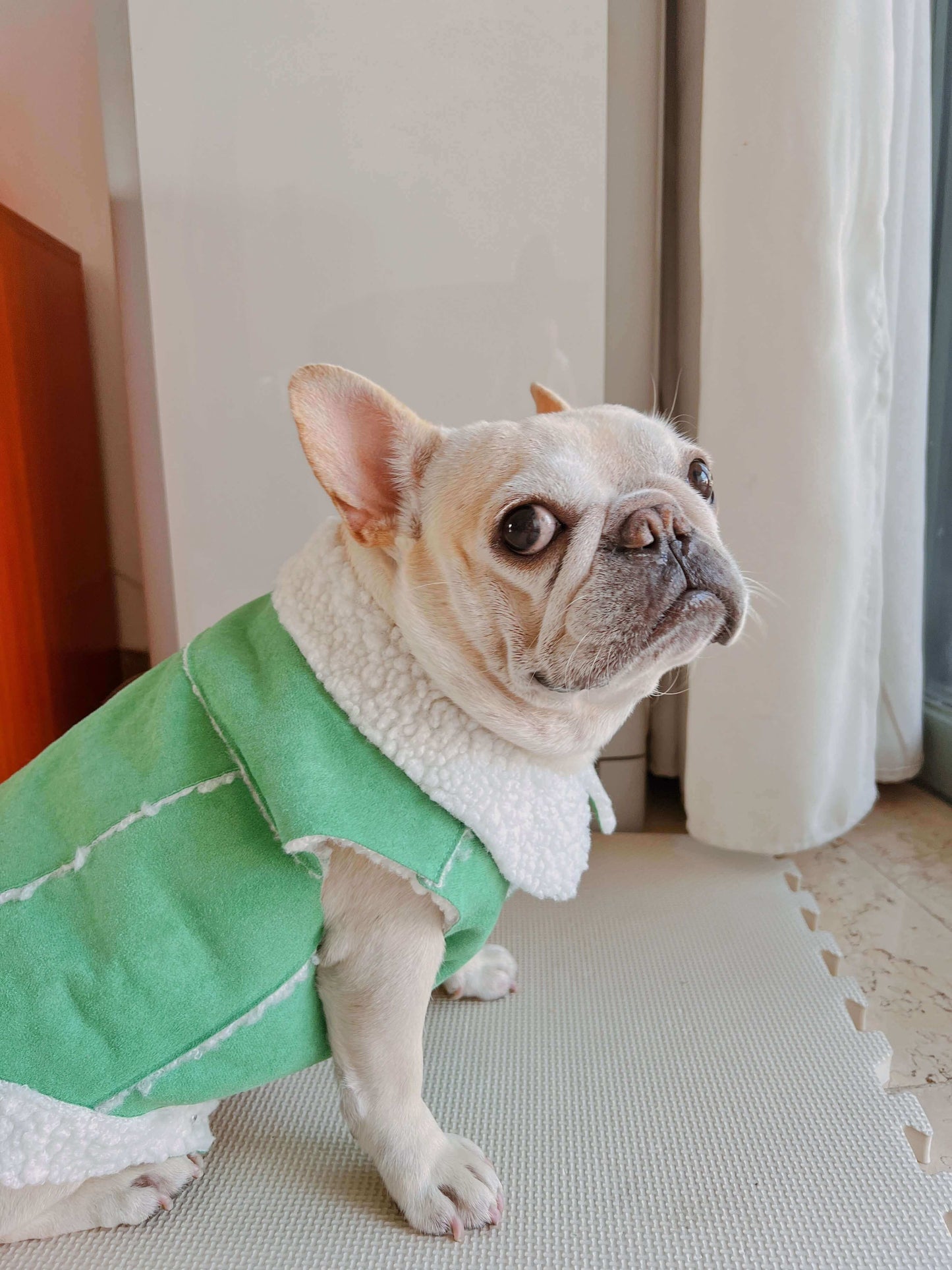 dog green suede jacket coat for small medium dogs by Frenchiely