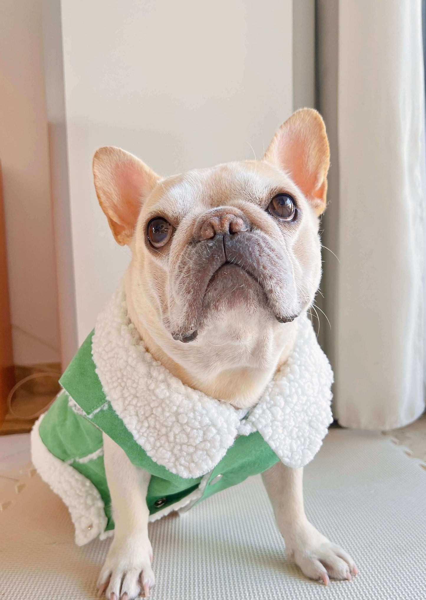 dog green suede jacket coat for small medium dogs by Frenchiely