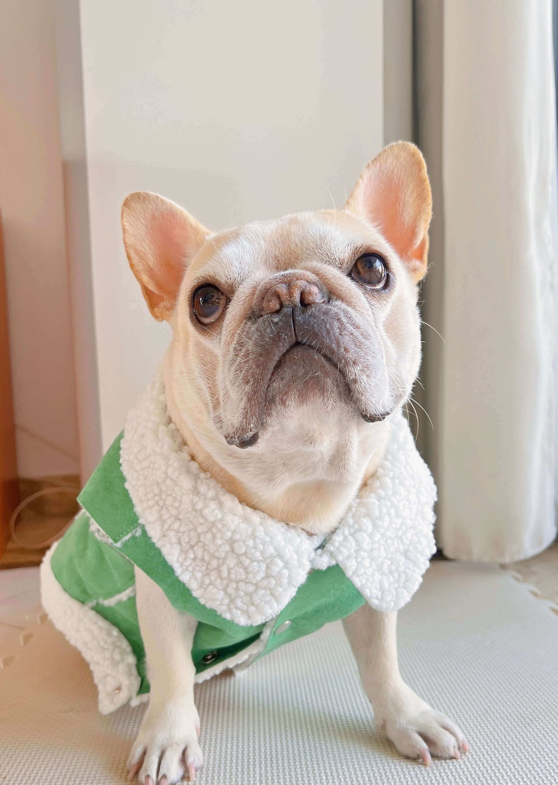 dog green suede jacket coat for small medium dogs by Frenchiely