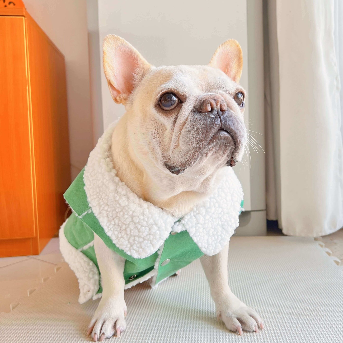 dog green suede jacket coat for small medium dogs by Frenchiely