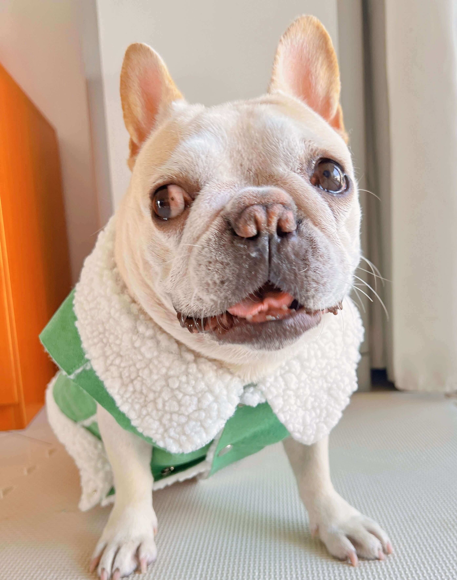 dog green suede jacket coat for small medium dogs by Frenchiely