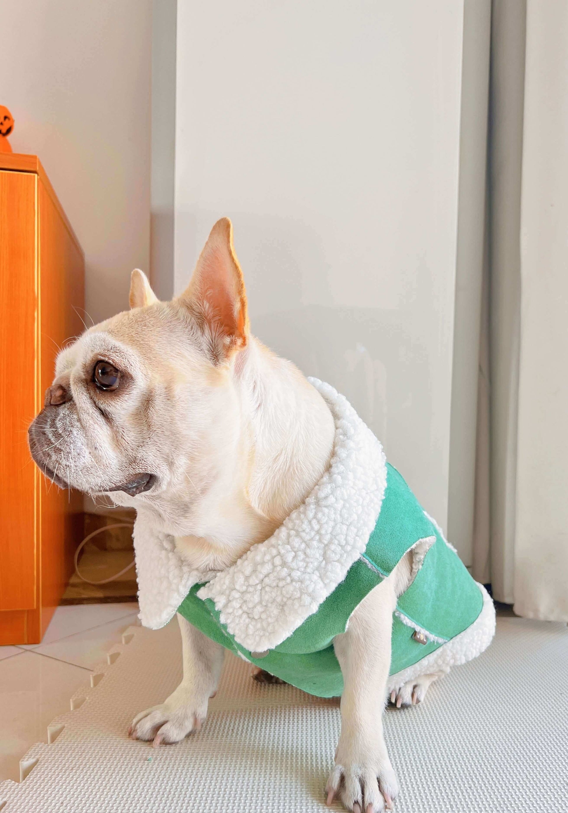dog green suede jacket coat for small medium dogs by Frenchiely