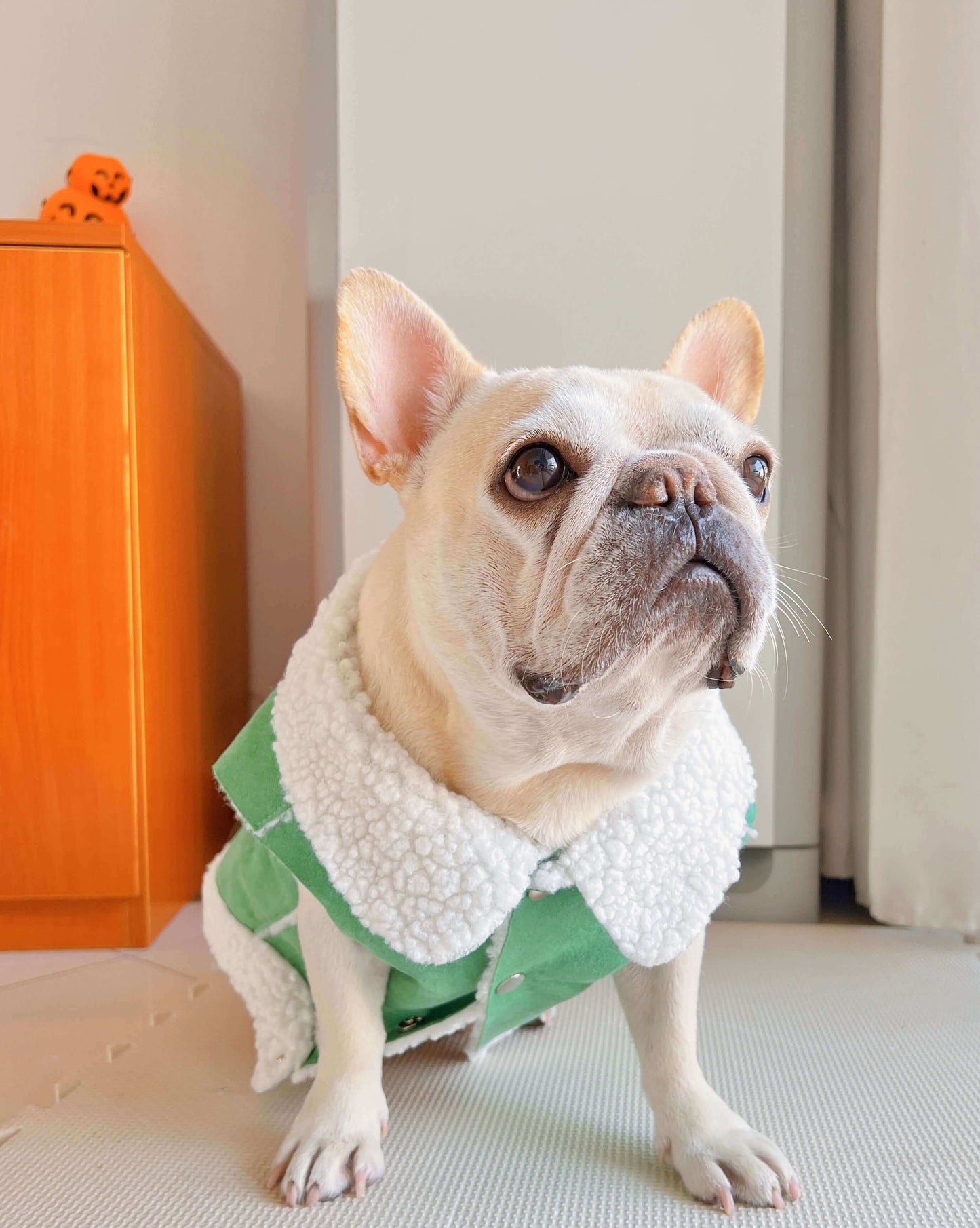 dog green suede jacket coat for small medium dogs by Frenchiely
