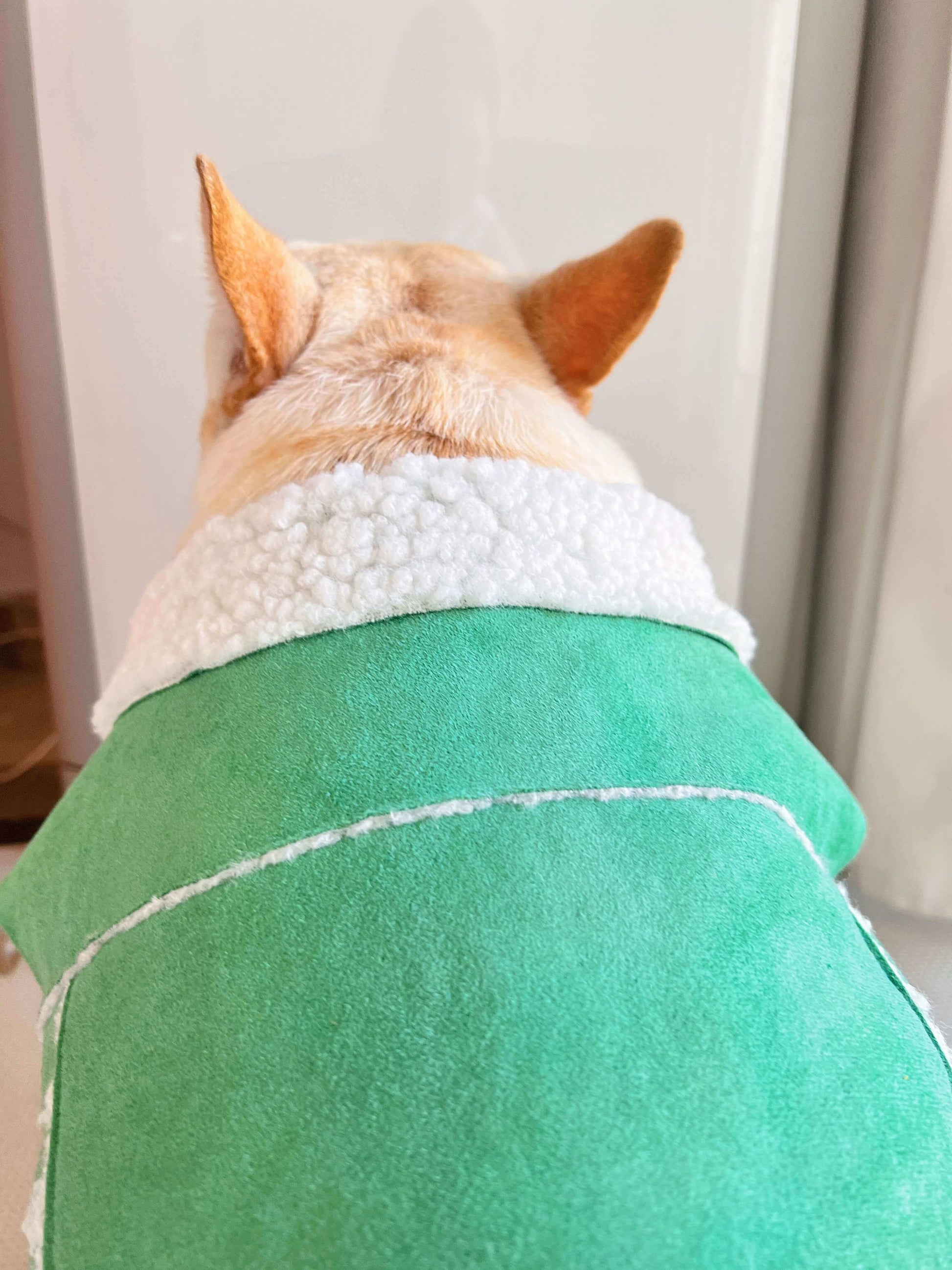 dog green suede jacket coat for small medium dogs by Frenchiely