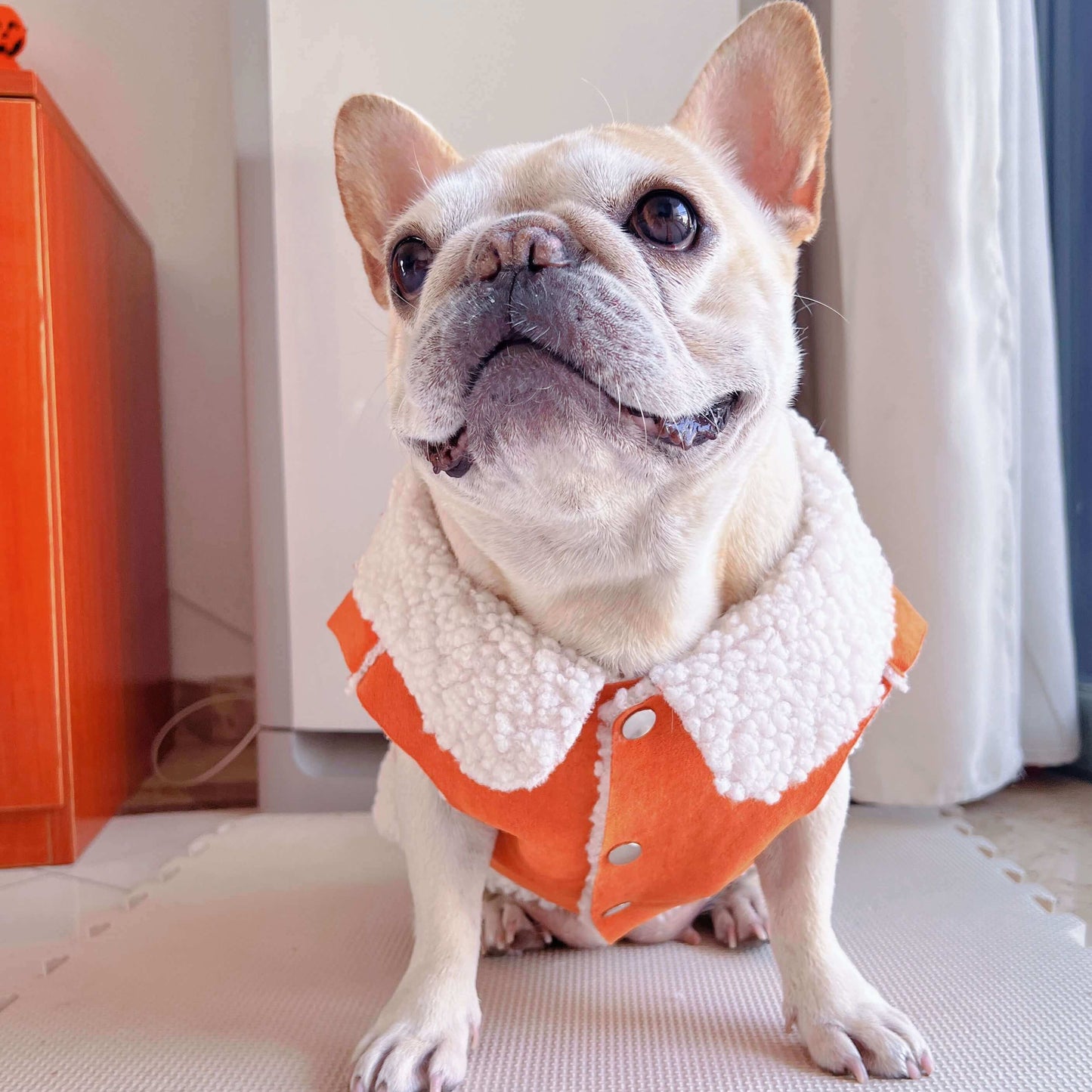 dog winter suede jacket coat for small medium dog breeds by Frenchiely