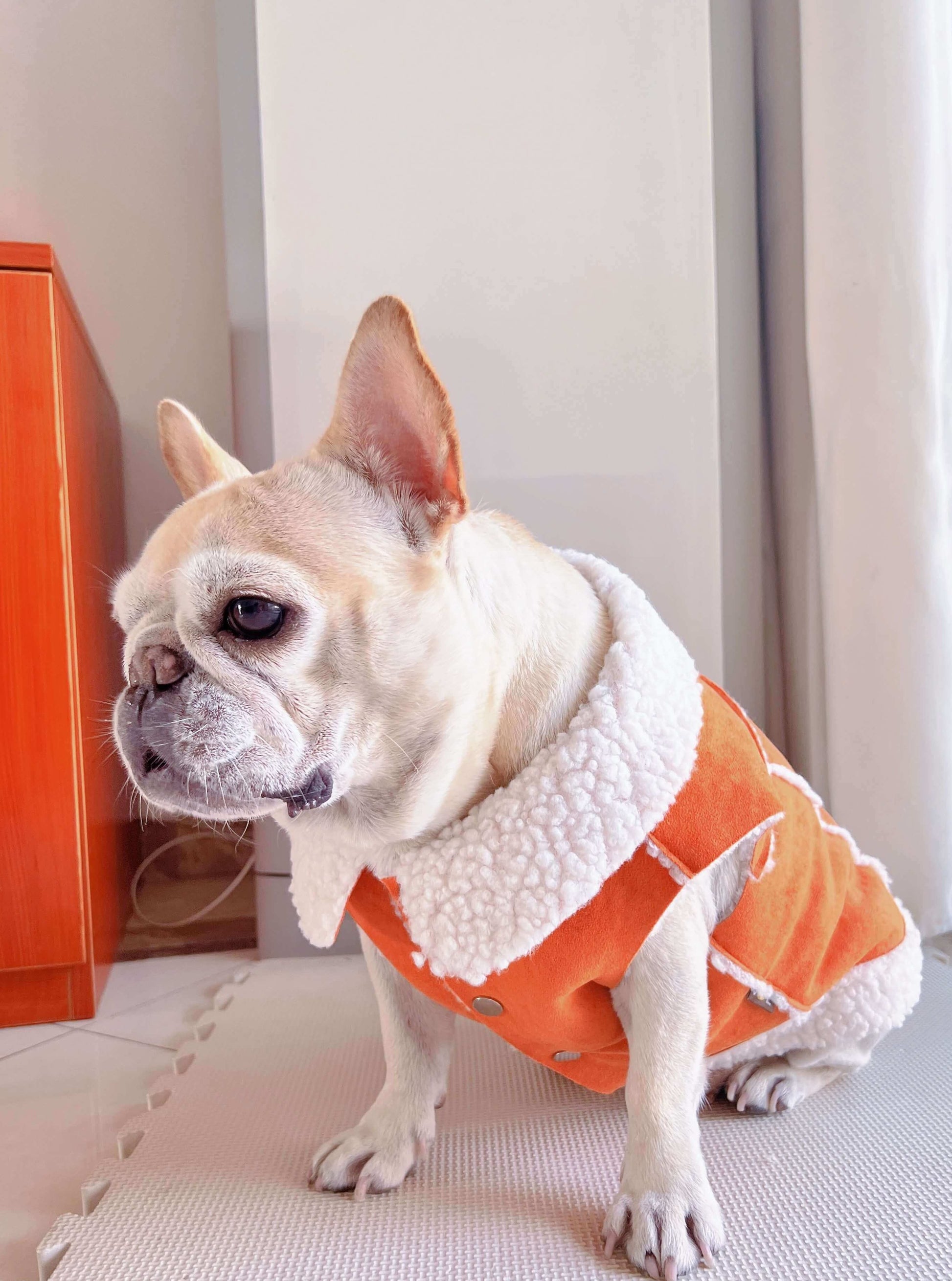 dog winter suede jacket coat for small medium dog breeds by Frenchiely