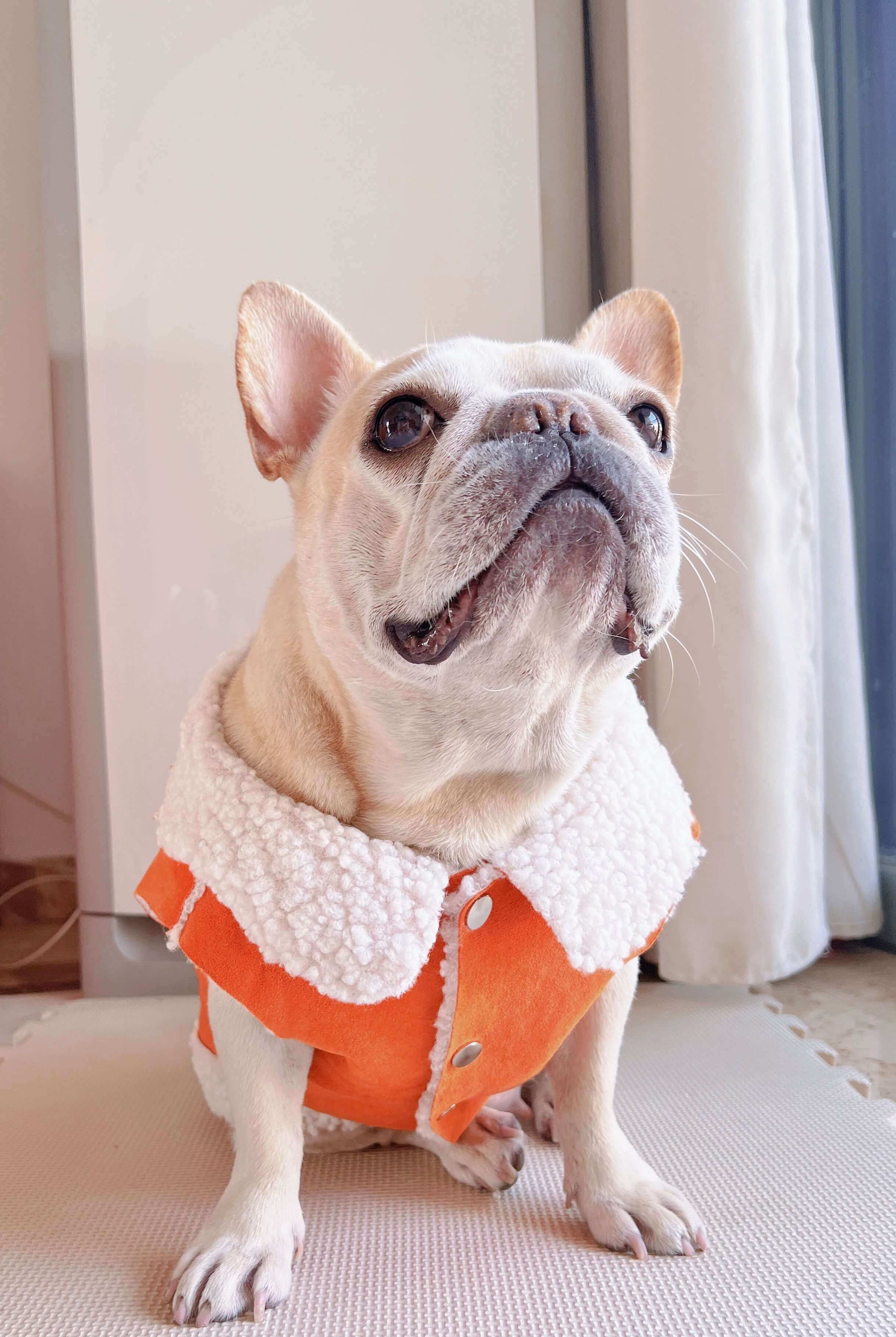 dog winter suede jacket coat for small medium dog breeds by Frenchiely