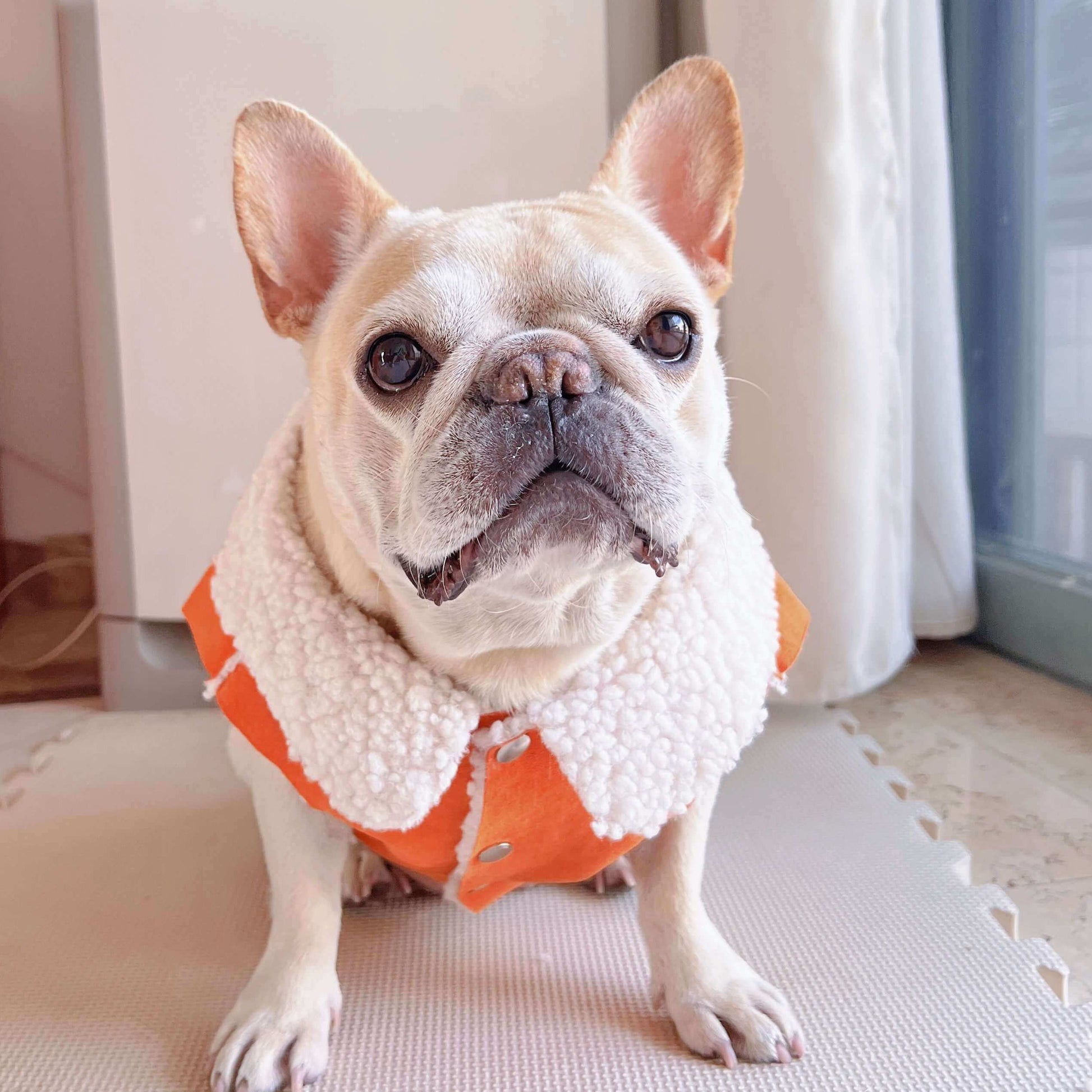 dog winter suede jacket coat for small medium dog breeds by Frenchiely