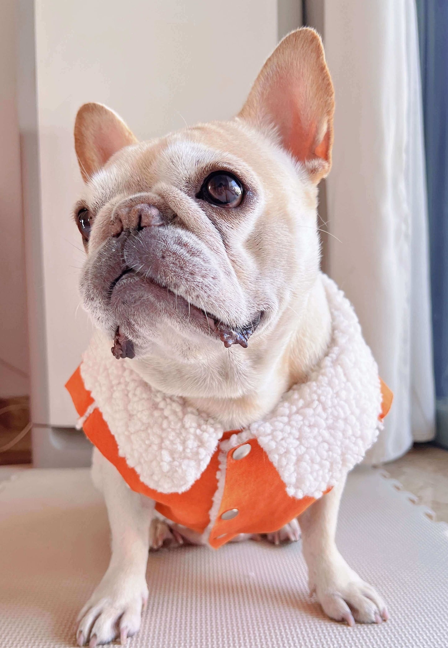 dog winter suede jacket coat for small medium dog breeds by Frenchiely