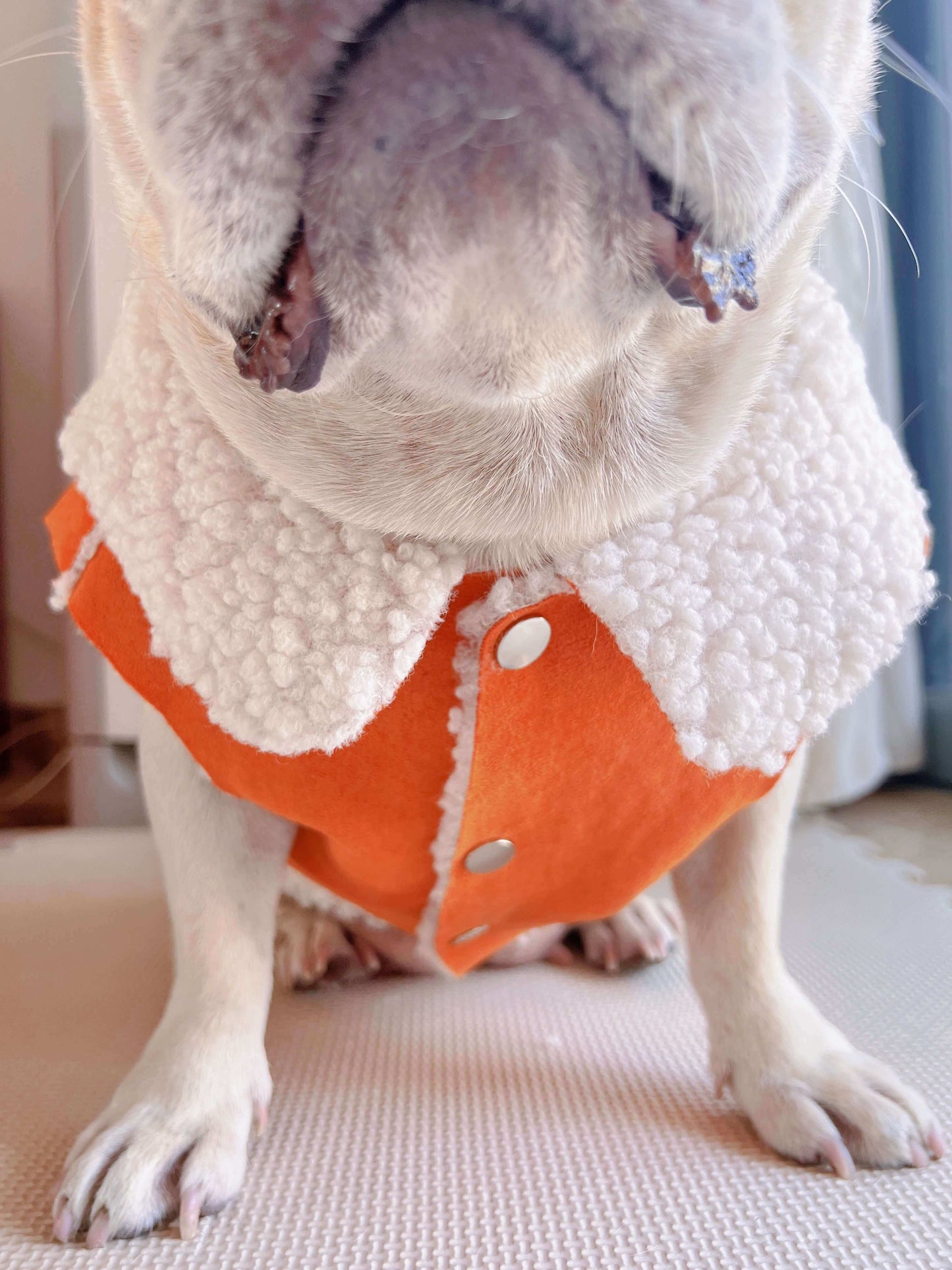 dog winter suede jacket coat for small medium dog breeds by Frenchiely