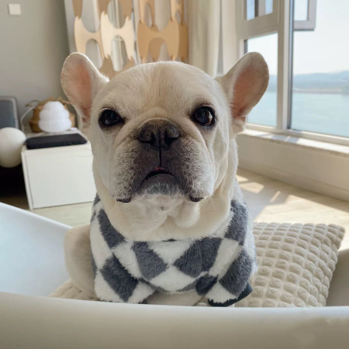 dog winter warm sweater for small medium dogs