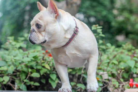 Adjustable Red Plaid Dog Collar for Medium Dogs - Frenchiely