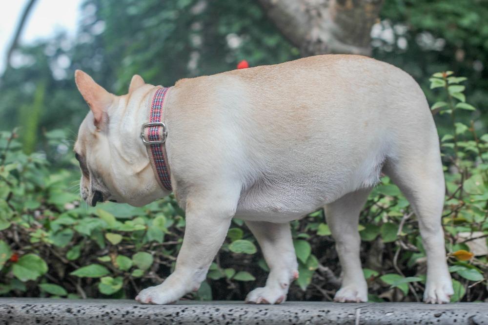 Adjustable Red Plaid Dog Collar for Medium Dogs - Frenchiely