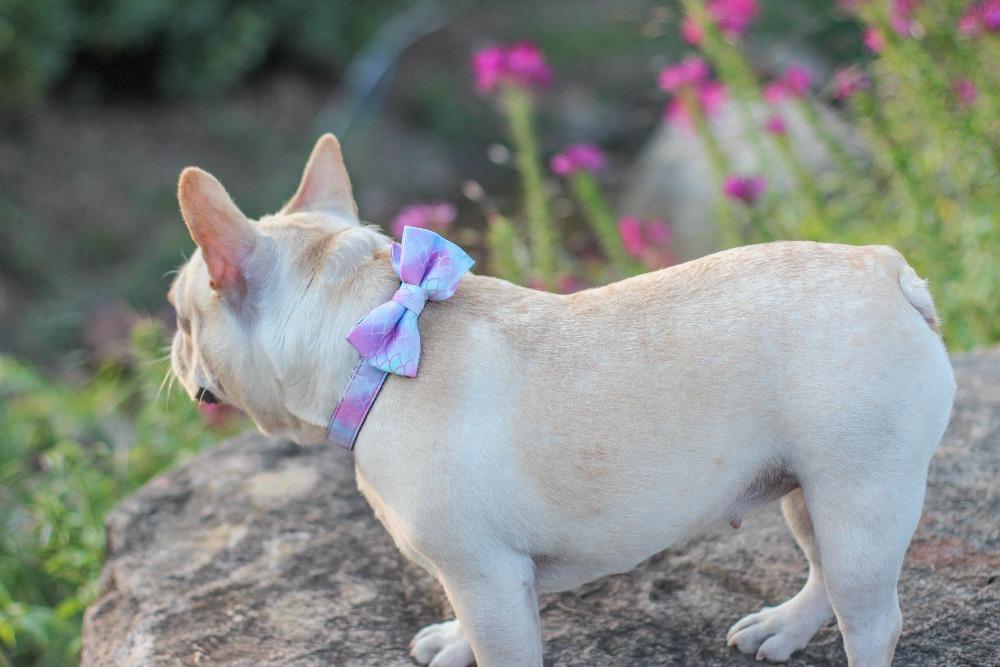 french bulldog collars with adjustable bow - Frenchiely