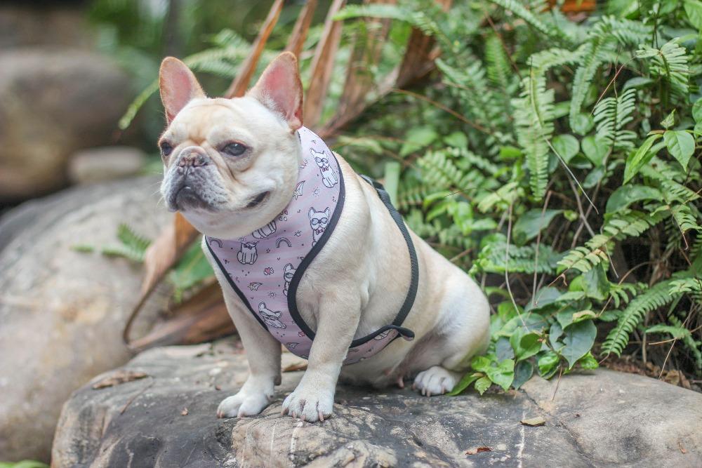 Cartoon French Bulldog Printed Dog Vest Harness - Frenchiely
