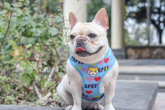 Dog Mesh Vest Harness with Cartoon French Bulldog Print - Frenchiely