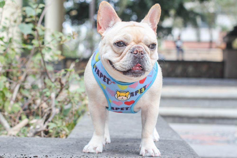Dog Mesh Vest Harness with Cartoon French Bulldog Print - Frenchiely