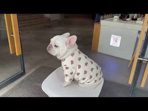 Dog Cartoon Bear Spring Shirt Pullover by Frenchiely