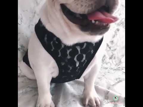 Dog Breathable Mesh Shirt for Medium Dogs by Frenchiely