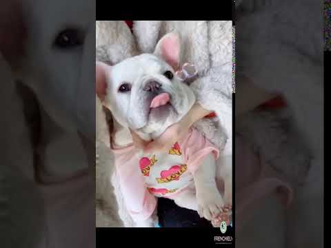 Comfy Undershirt Vest for Medium Dog by Frenchiely