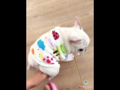 Sweet Dog Dress Suspender Skirt for Girl French Bulldogs by Frenchiely