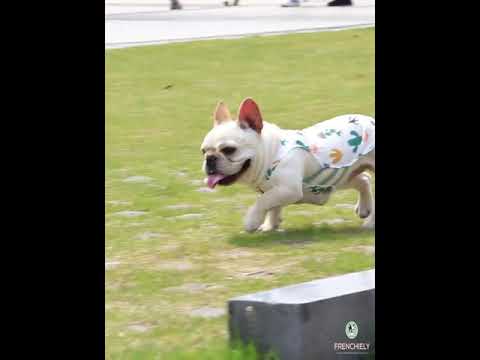 Dog Summer Sunscreen Shirt by Frenchiely