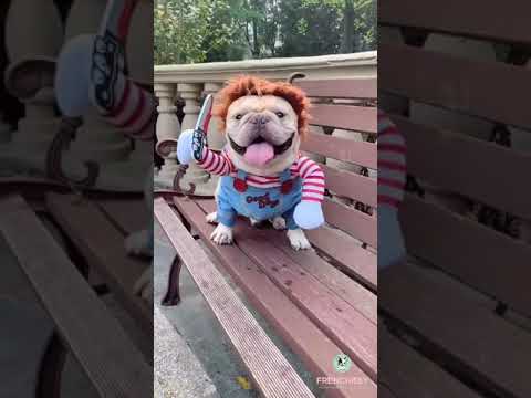 Deadly Doll Dog Costume for Medium Sized Dogs by Frenchiely