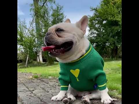 Dog Cartoon Frog Pullover Sweater for Small Medium Dogs