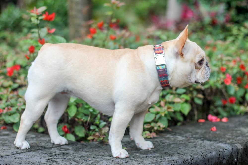 Summer dog collars for medium dogs - Frenchiely