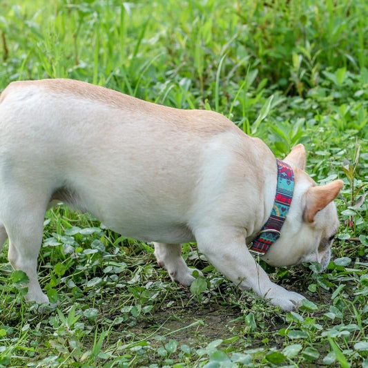 Summer dog collars for medium dogs - Frenchiely