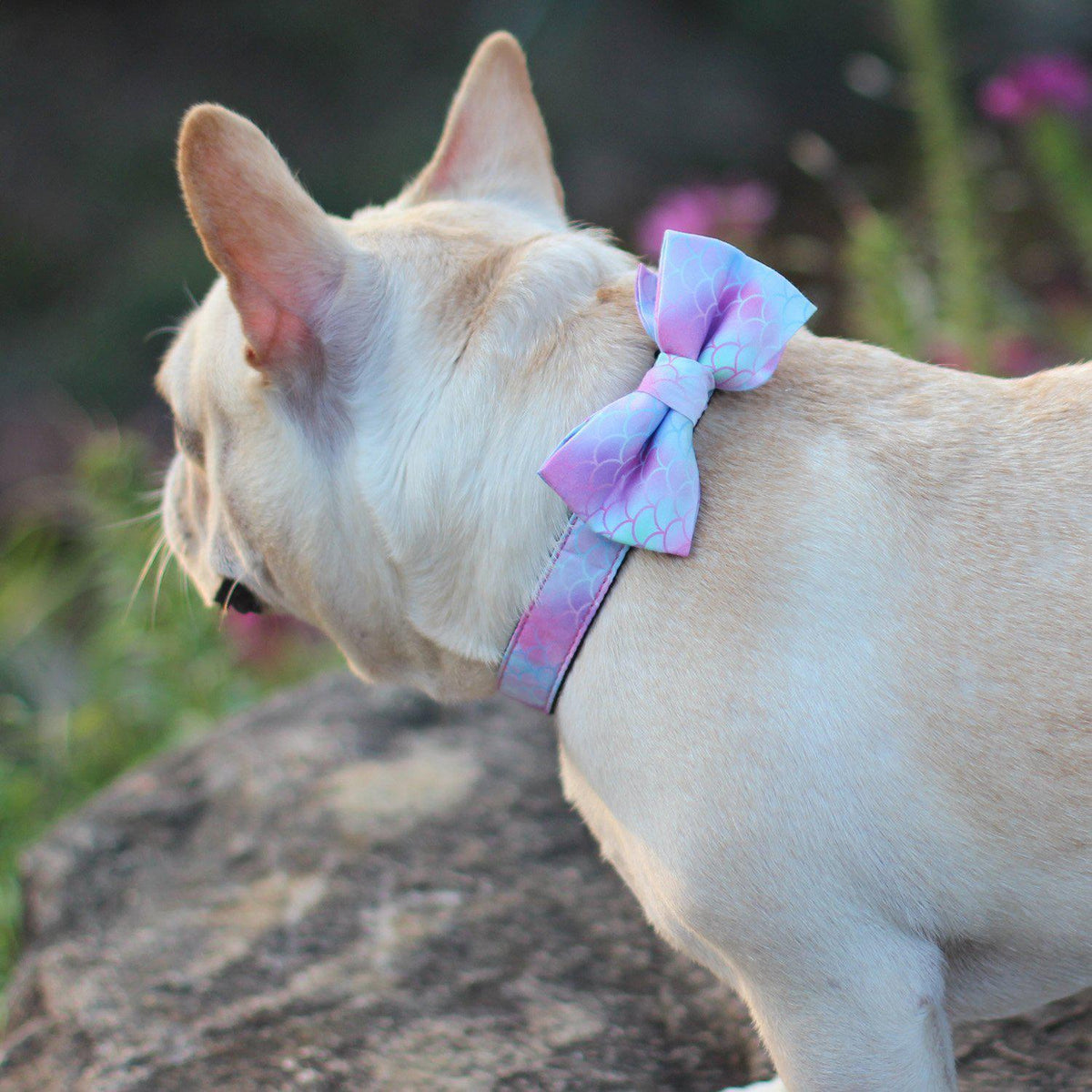 french bulldog collars with adjustable bow Frenchie Pet Supplies