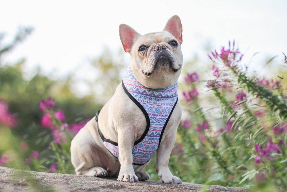 Dog Bohemian Vest Harness for Medium Dogs - Frenchiely