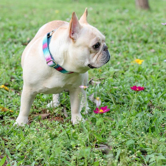 Puppy Dog Collar for French Bulldog - Frenchiely