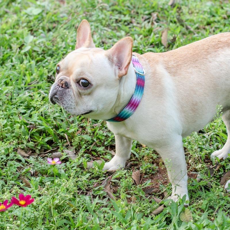 Puppy Dog Collar for French Bulldog - Frenchiely