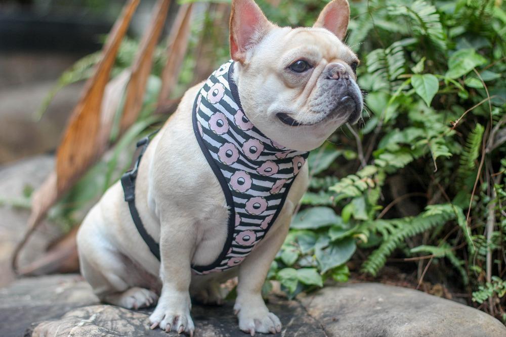 cartoon dog panda vest harness french bulldog - Frenchiely