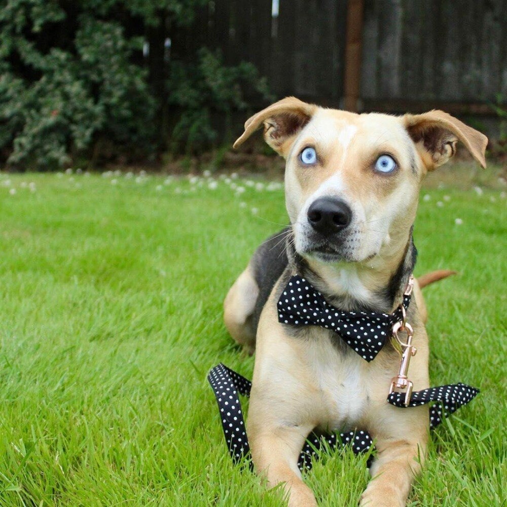 Black Polka Collar Bow - Frenchiely