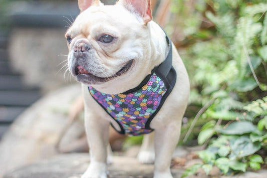 Mermaid dog harness for medium dog - Frenchiely