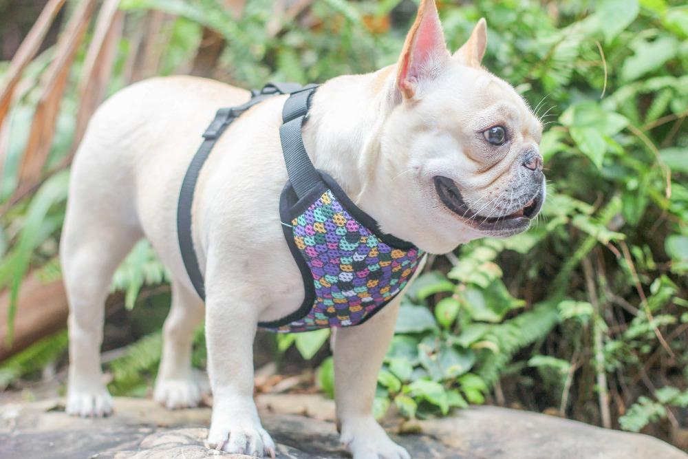 Mermaid dog harness for medium dog - Frenchiely