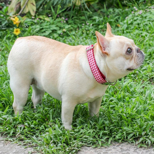 Red Plaid Dog Collar for Medium Dogs - Frenchiely