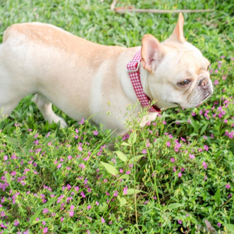 Red Plaid Dog Collar for Medium Dogs - Frenchiely