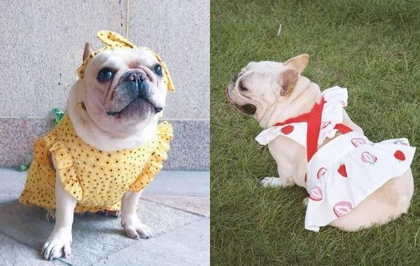 Frenchiely fancy dog dress collection page 01