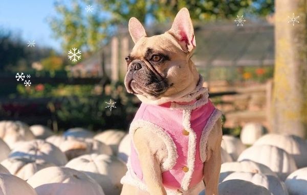 Frenchiely Dog Winter Coats & Jackets for medium dogs collection page