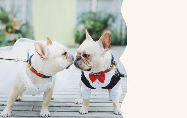 Frenchiely Dog Wedding Outfit Suits for French Bulldogs Collection page