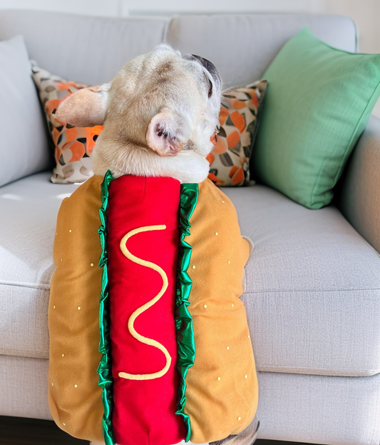 Dog wearing a hot dog costume sitting on a couch with colorful pillows.