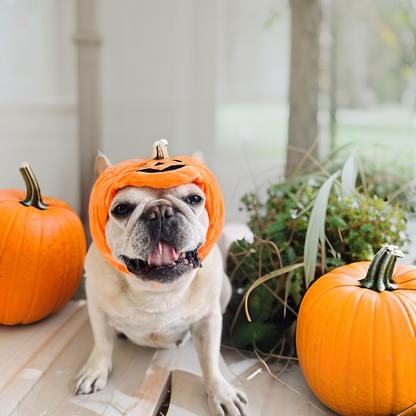 Dog wearing a pumpkin costume with pumpkins on either side