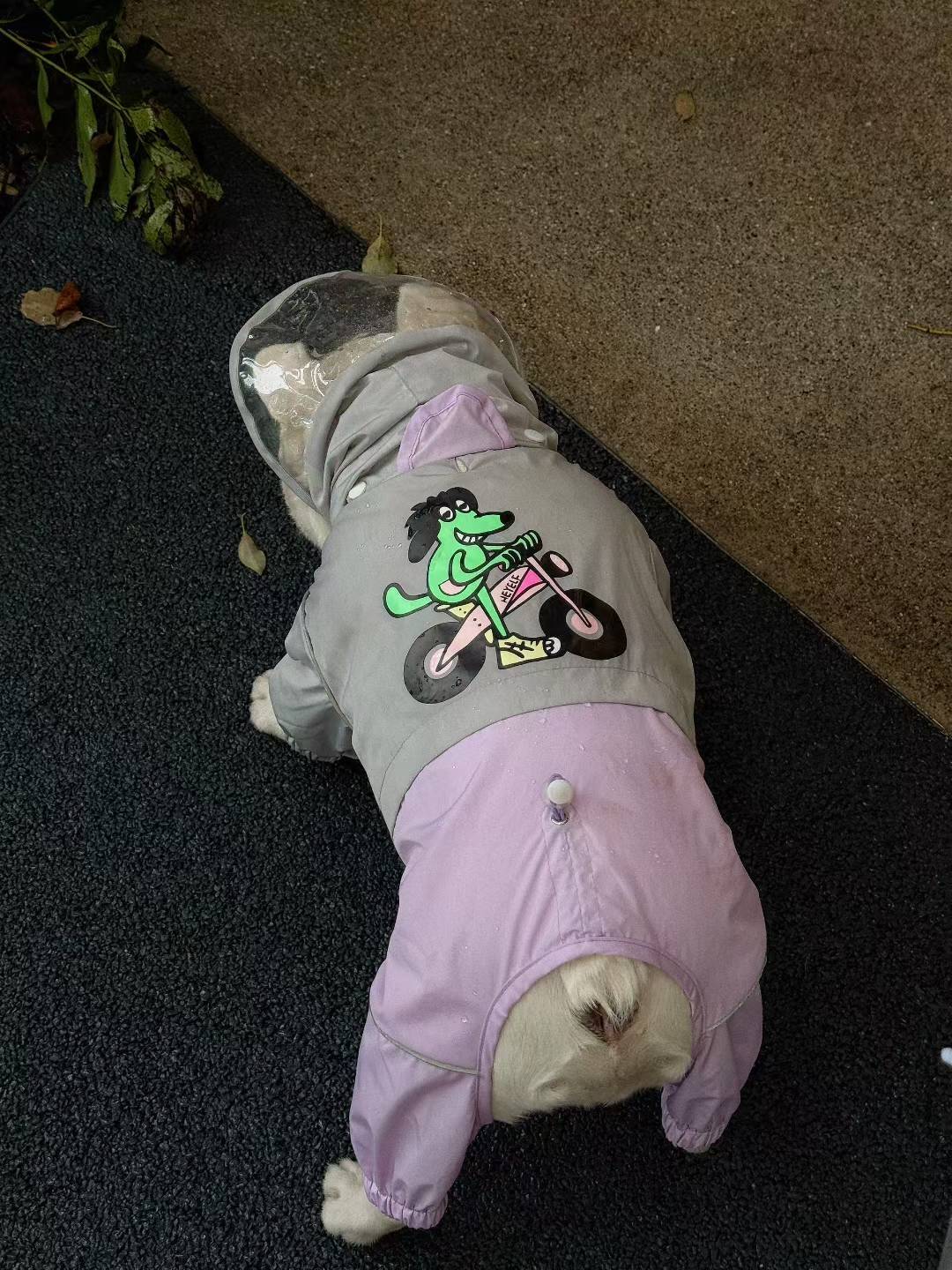 Breathable Purple Raincoat DogBreathablePurpleRaincoatforfrenchbulldogs_2