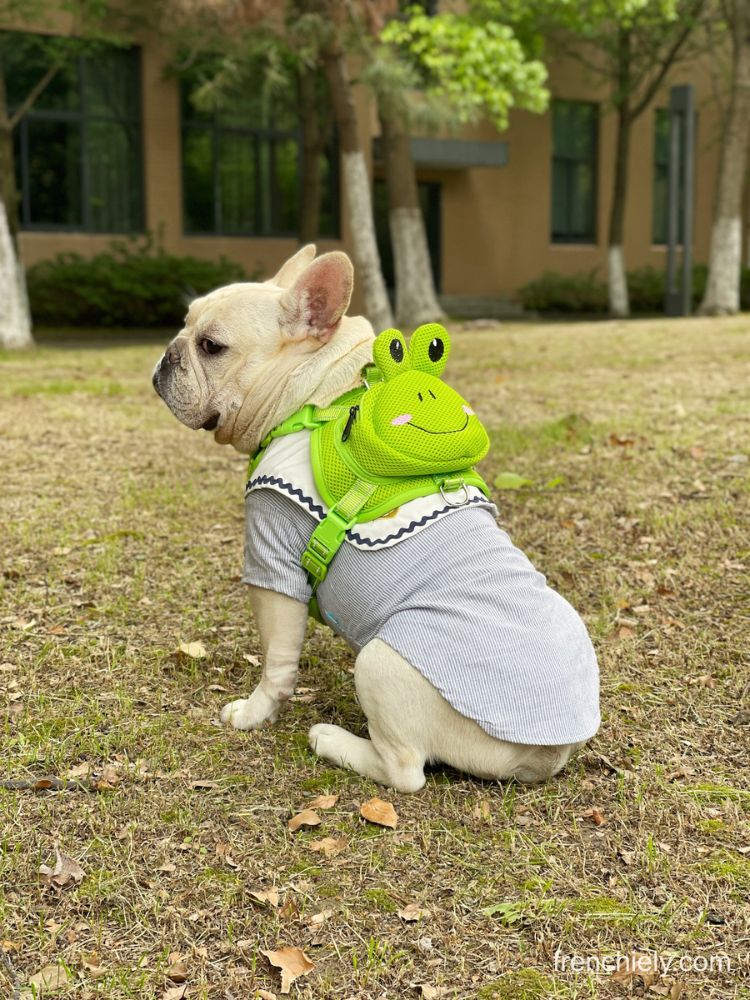 Dog Duck Mesh Backpack Harness Bag with harness Leash