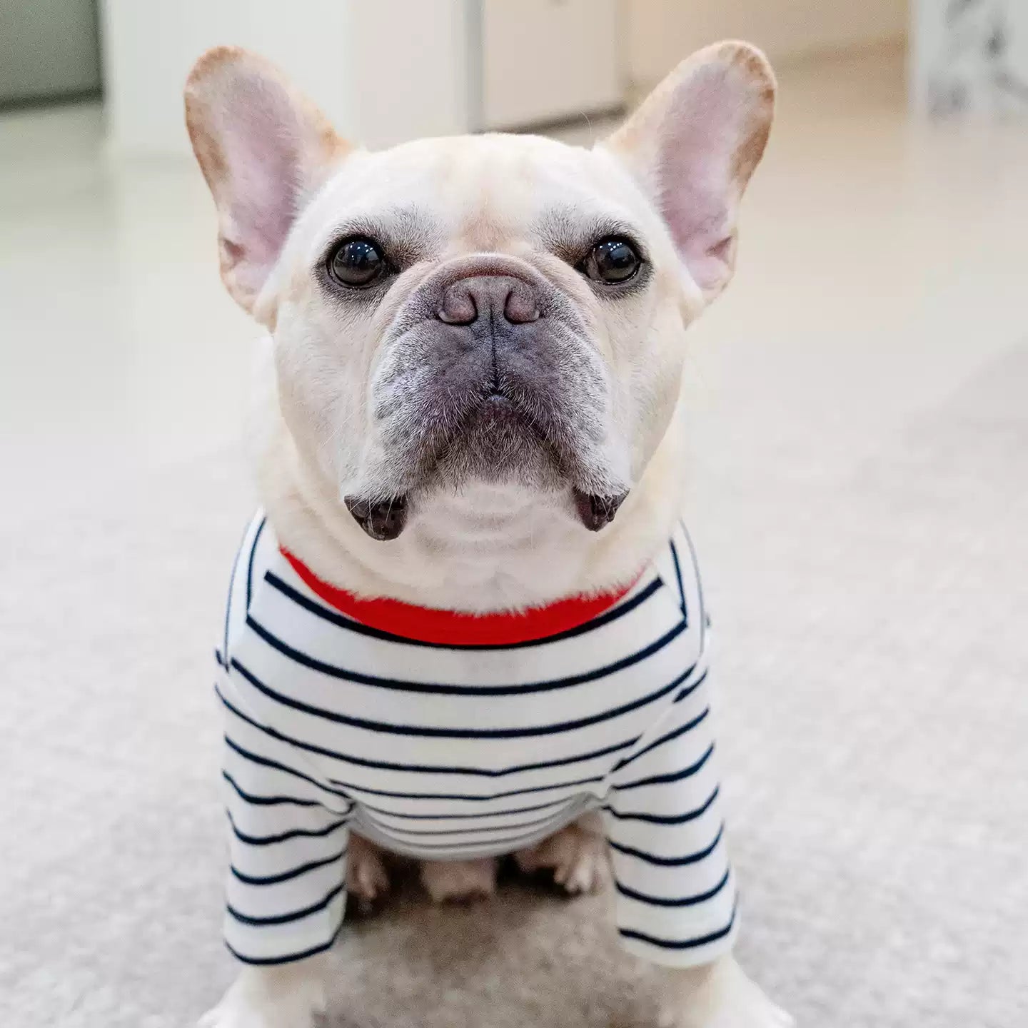 Stripe Shirt with Dachshund Pattern DogStripeShirtwithDachshundPatternforsmallmediumdogsbyFrenchiely_2