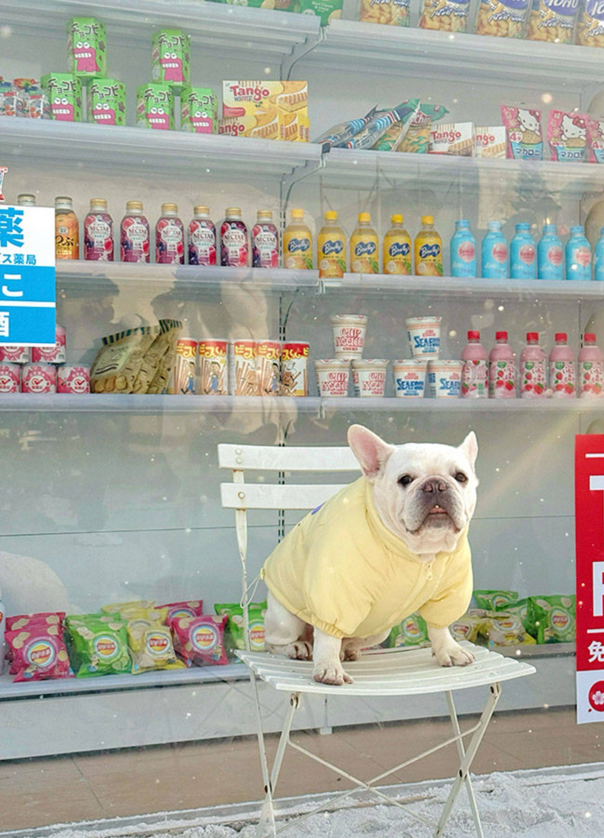 Warm Monster Coat DogYellowMonsterCoatJacketformediumdogbreeds_11