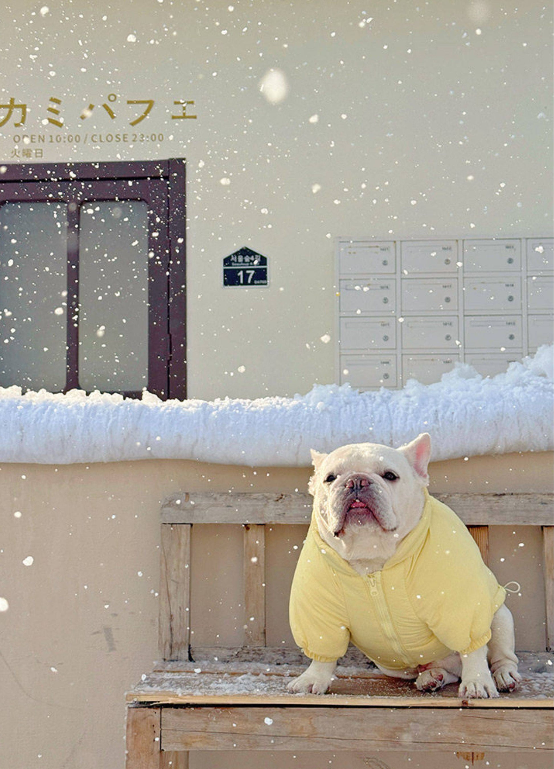 Warm Monster Coat DogYellowMonsterCoatJacketformediumdogbreeds_17